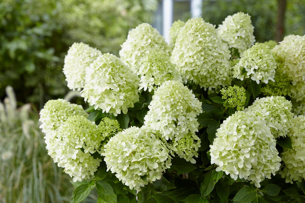 Hydrangea paniculata 'Little Spookey'